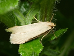 Philobota hypocausta