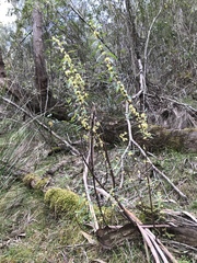 Pimelea axiflora