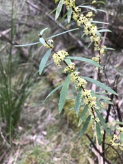 Pimelea axiflora