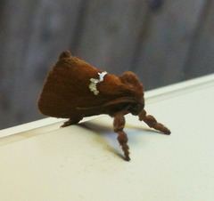 Monoleuca semifascia