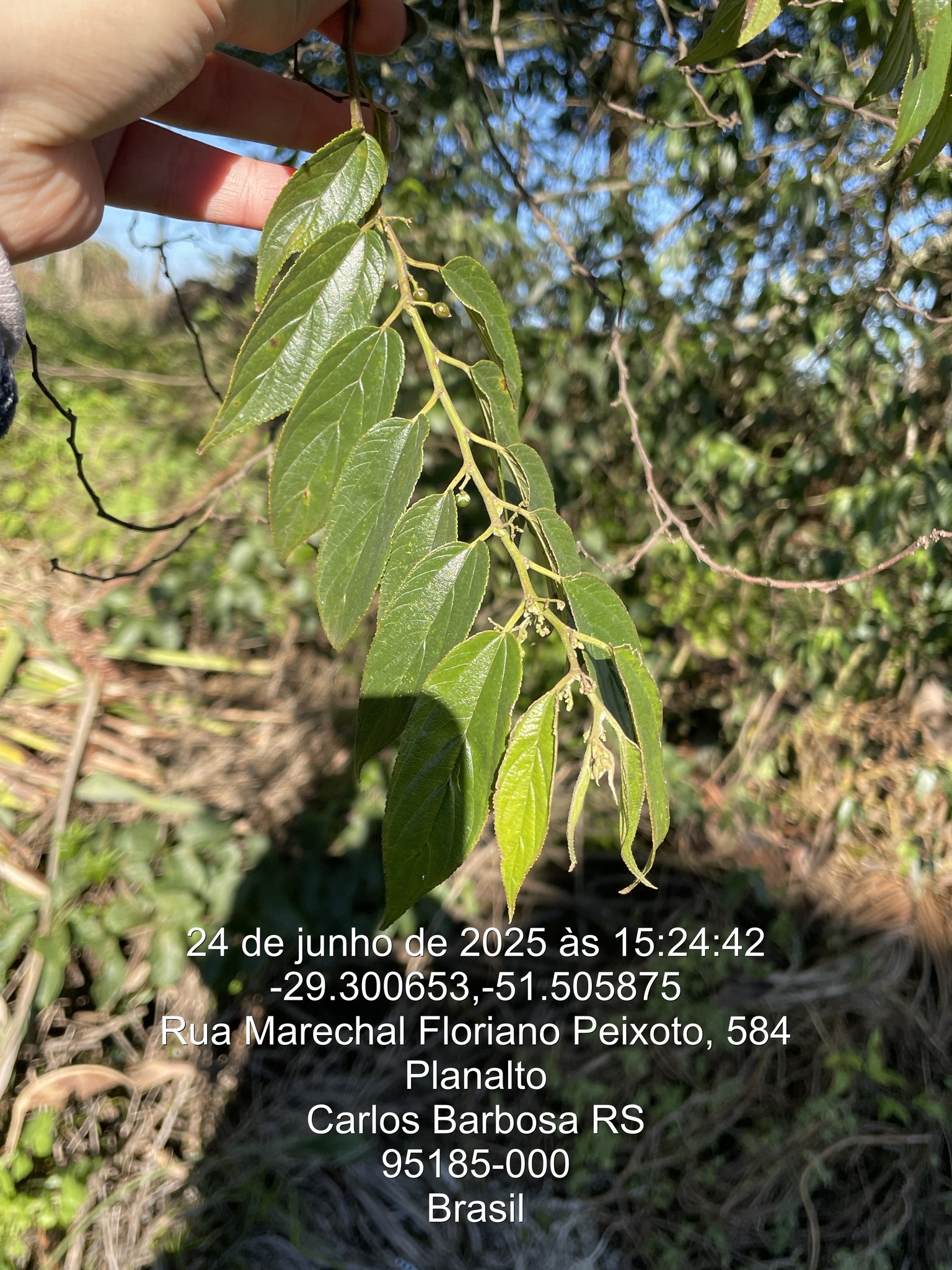 Trema micranthum