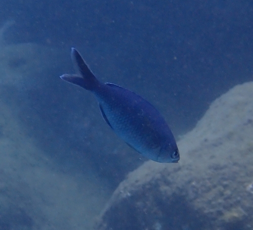 Zwaluw-juffer (Azurina hirundo) — Pomacentridae