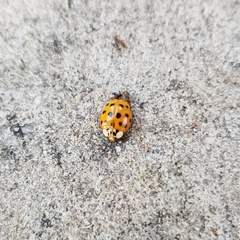 Harmonia axyridis