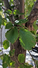 Ulmus americana