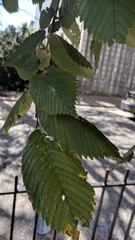 Ulmus americana