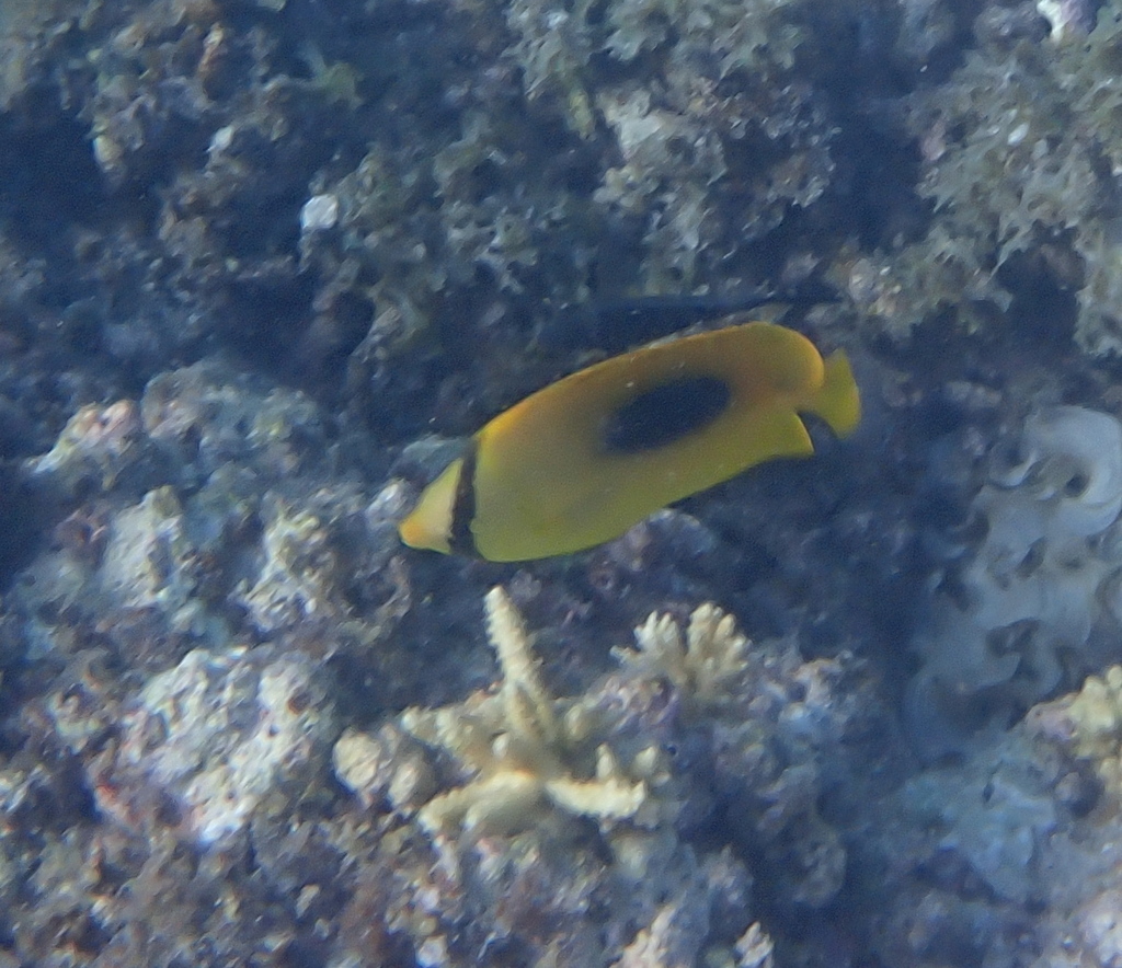 Mirror butterflyfish