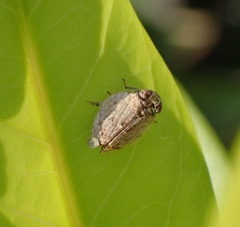 Hemiptera