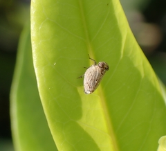 Hemiptera