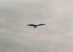 Milvus migrans lineatus
