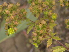Potentilla biennis