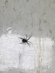 Latrodectus mactans