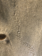 Emerita analoga