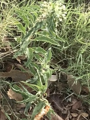 Asclepias oenotheroides