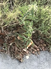 Asclepias oenotheroides