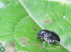 Megalostomis luctuosa