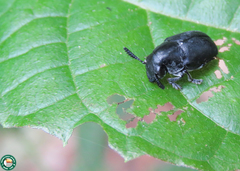 Megalostomis luctuosa