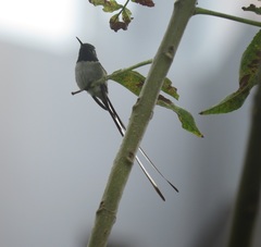 Thaumastura cora