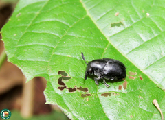Megalostomis luctuosa