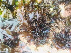 Chondracanthus chamissoi