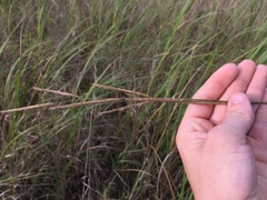 Sporobolus michauxianus