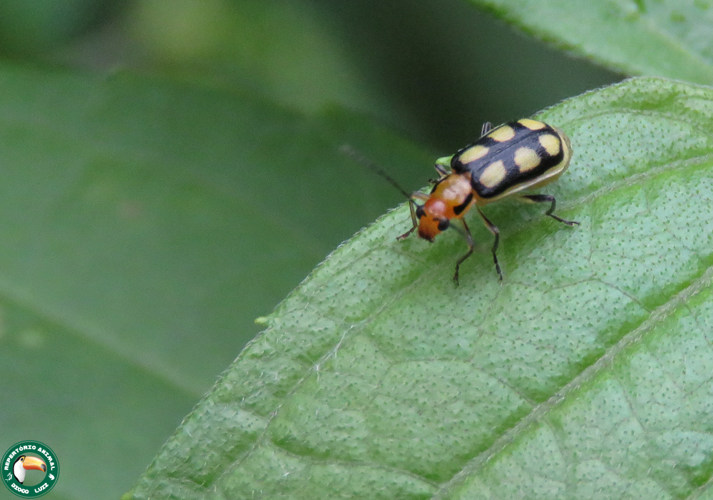 Trichobrotica