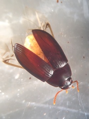 Platydema
