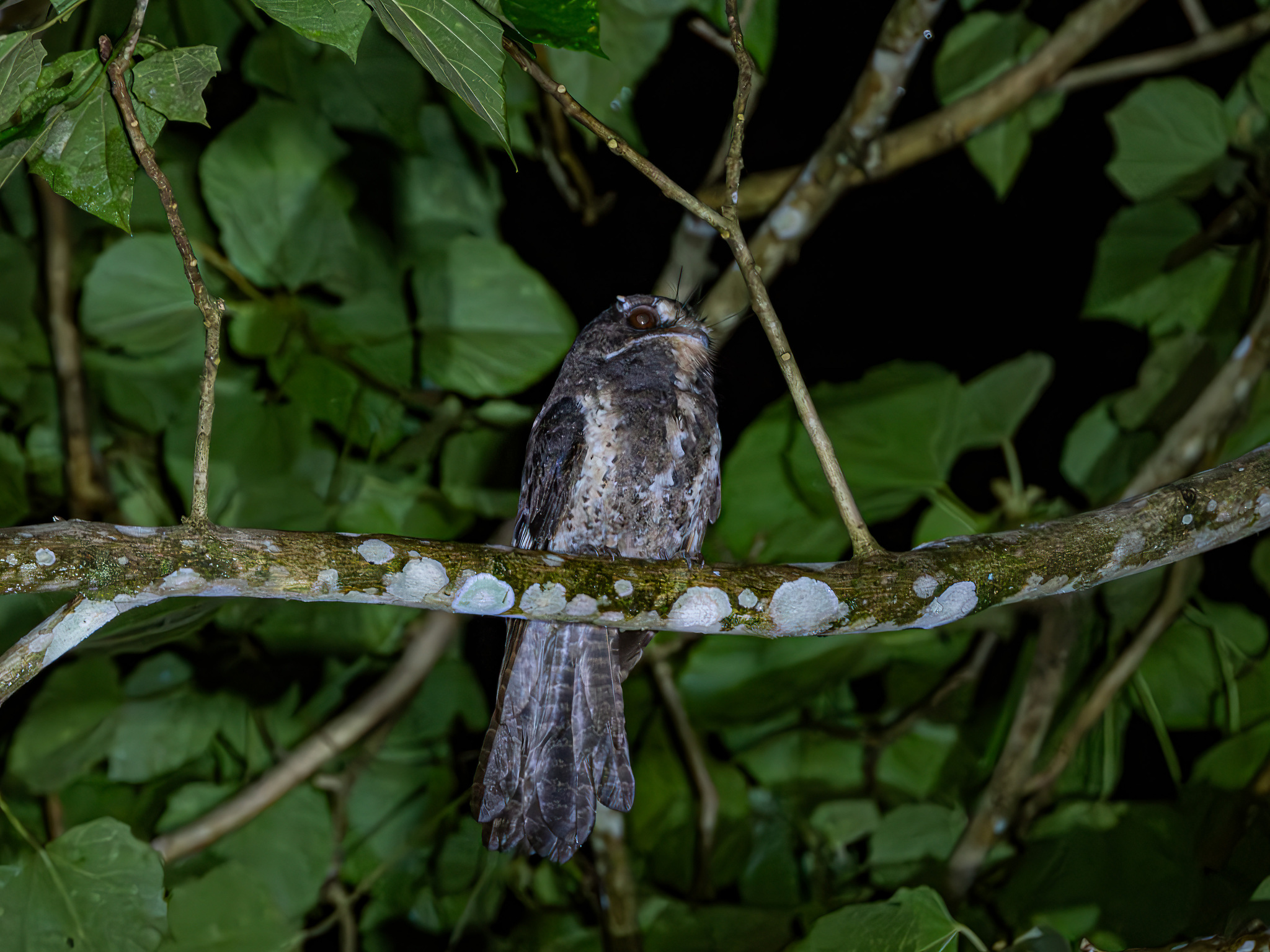 Moluccan Owlet-nightjar (Aegotheles crinifrons), photo 3