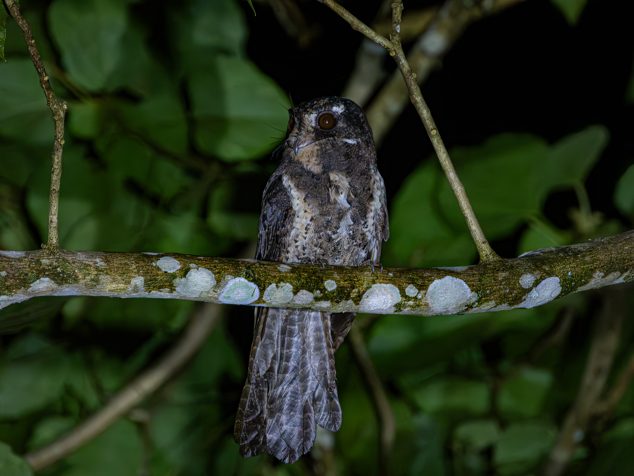 Moluccan Owlet-nightjar (Aegotheles crinifrons), photo 2