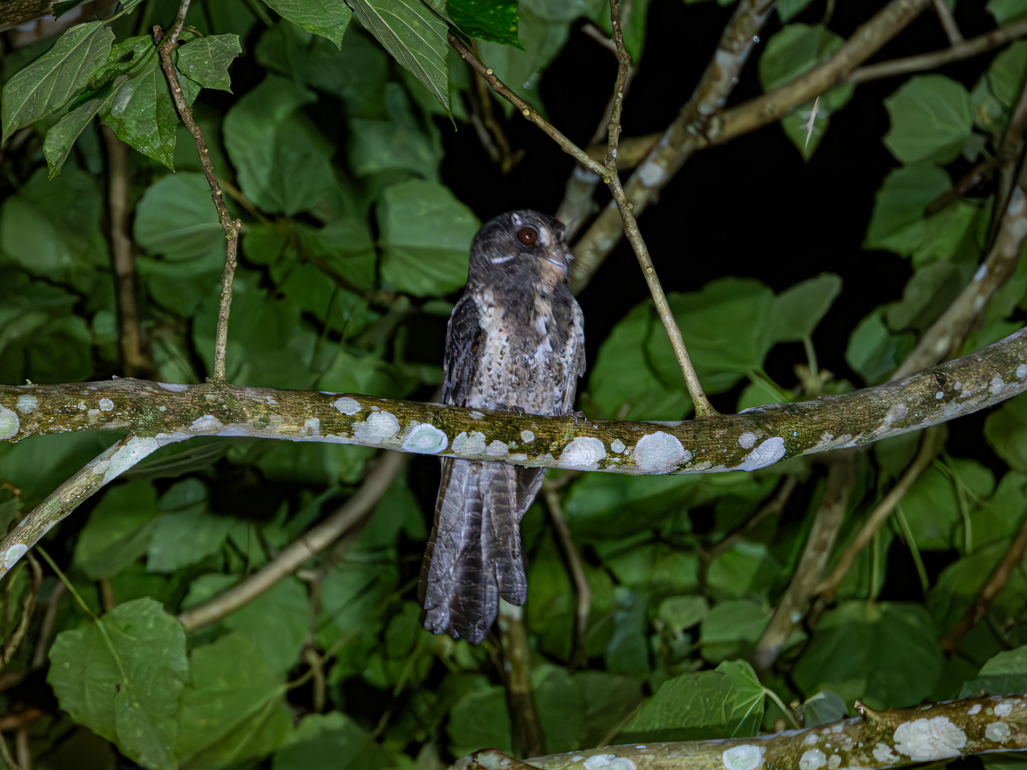 Moluccan Owlet-nightjar (Aegotheles crinifrons), photo 6