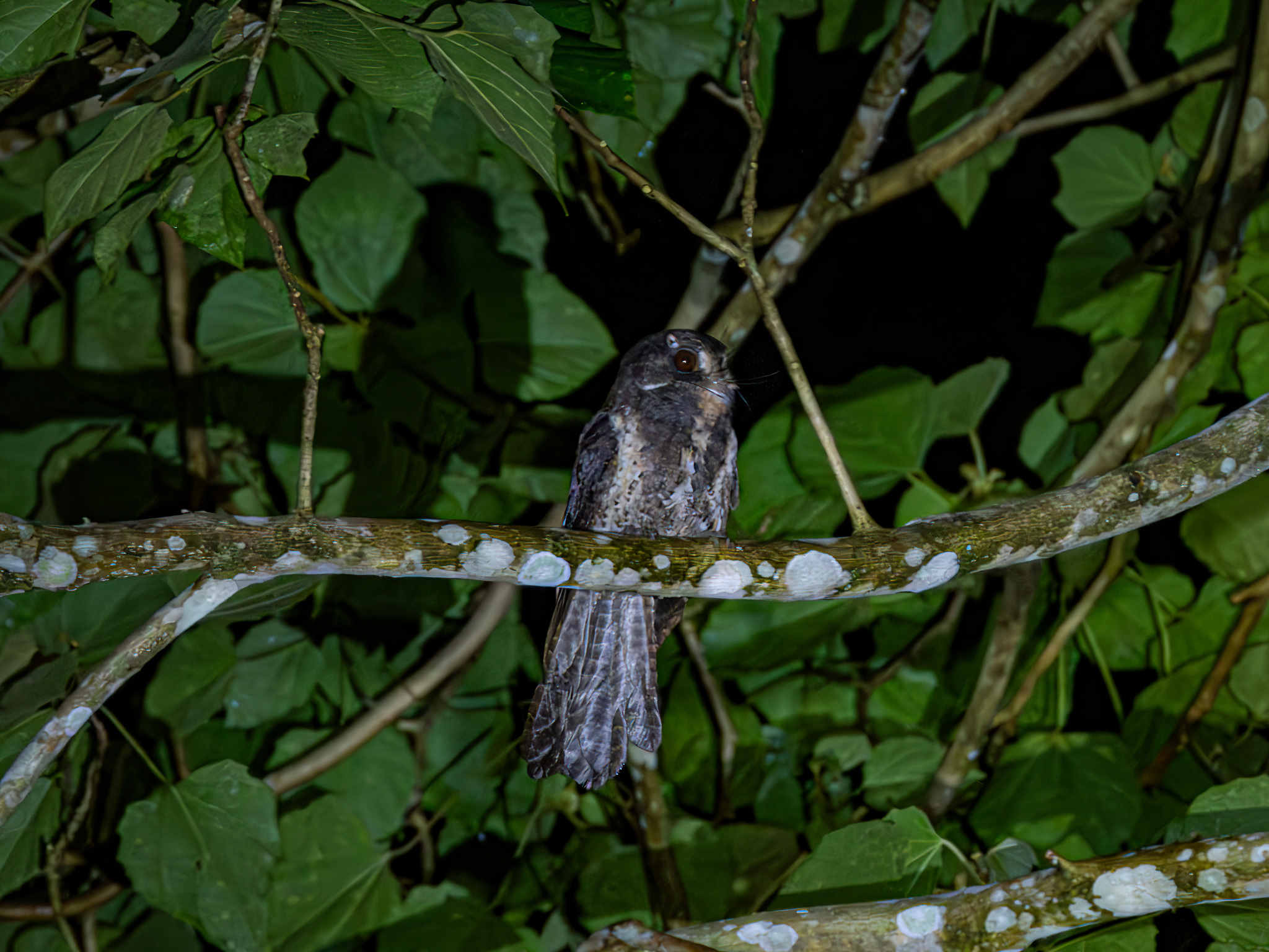 Moluccan Owlet-nightjar (Aegotheles crinifrons), photo 5