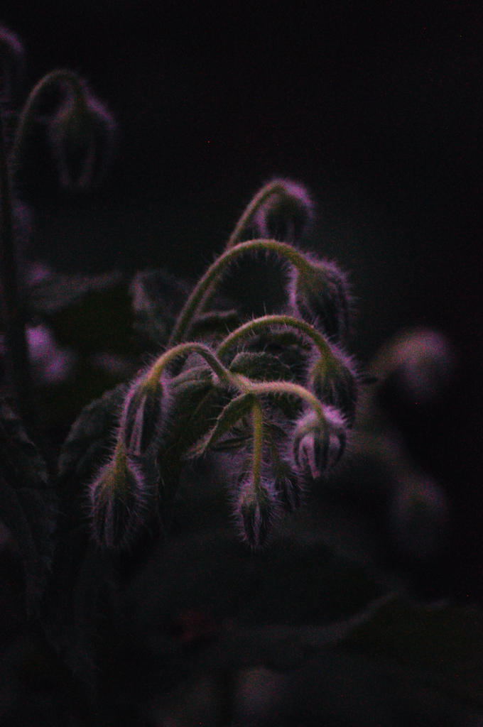 Borago officinalis