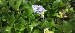 Hydrangeaceae
