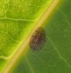 Coccoidea