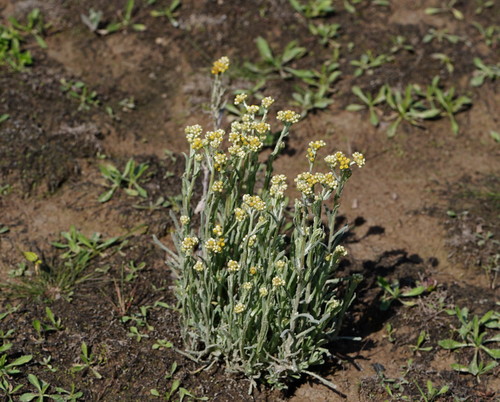 Pseudognaphalium luteoalbum