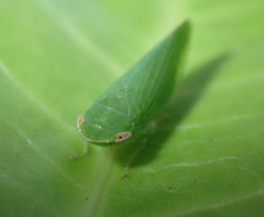 Cicadellidae