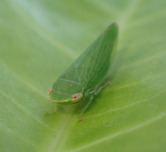 Cicadellidae