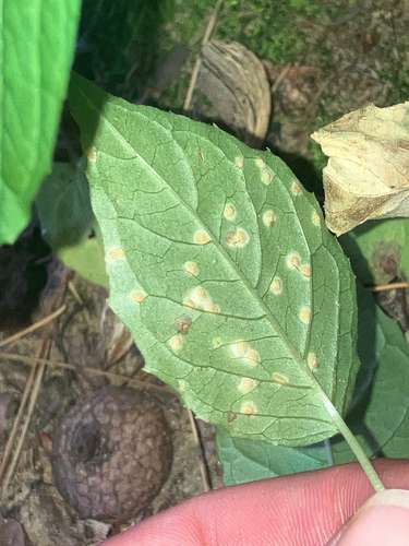 Puccinia circaeae