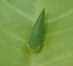 Cicadellidae