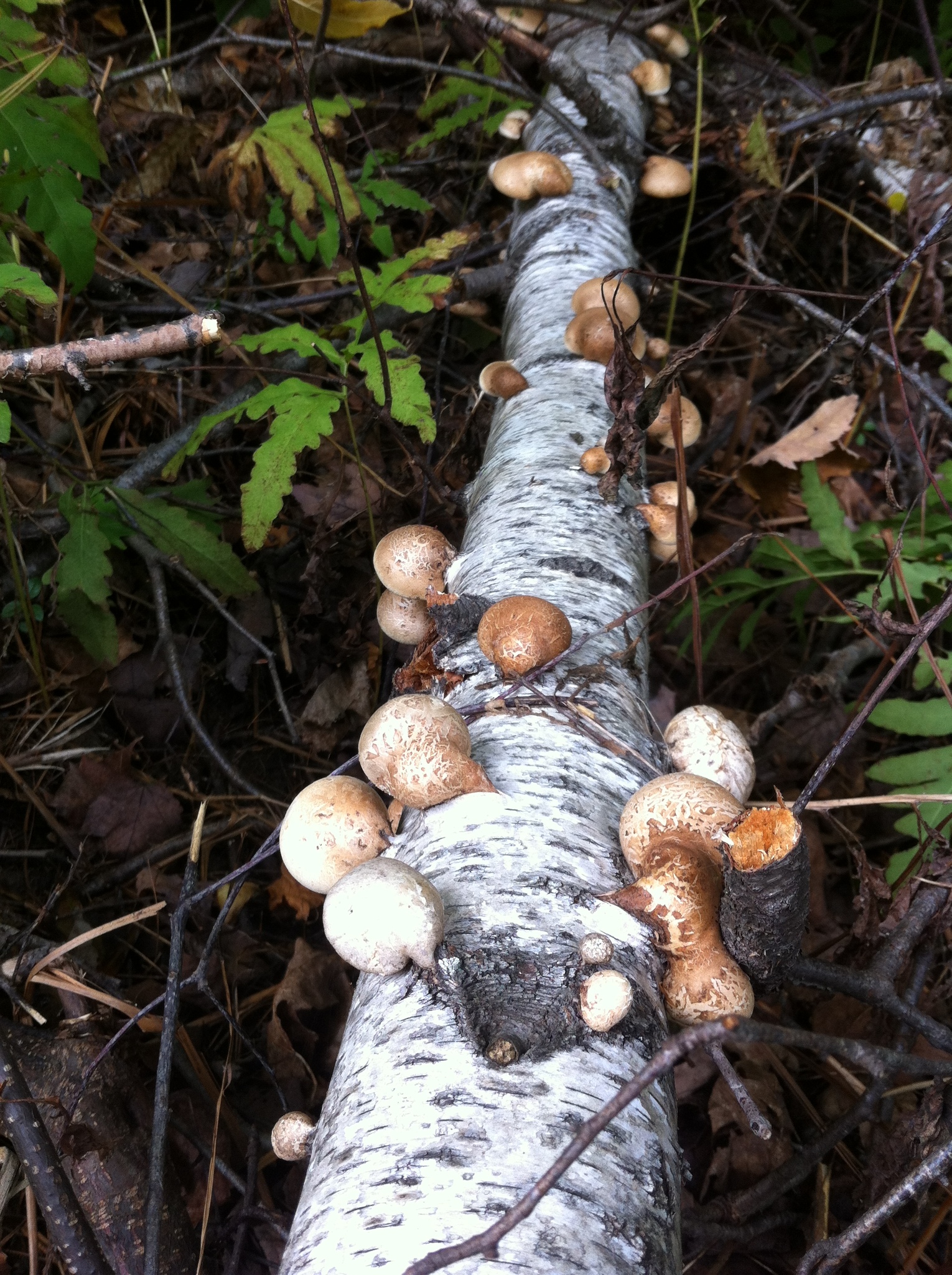 Piptoporus betulinus image