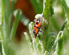 Melanerythrus mactans