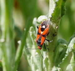 Melanerythrus mactans