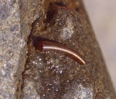 Olinga