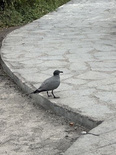 Lava Gull (Leucophaeus fuliginosus), photo 10