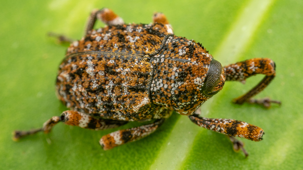 Kandriga Insect Cryptorhynchinae from Гангодавила Юг, Nugegoda, Шри-Ланка on September ...