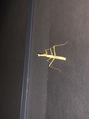 Stagmomantis floridensis