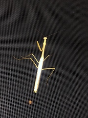 Stagmomantis floridensis