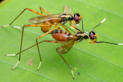 Mimegralla splendens