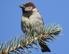 Passer domesticus