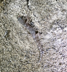 Phyllodactylus gerrhopygus