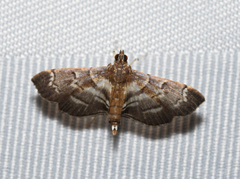 Salbia